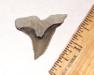 Snaggletoothed Shark Tooth